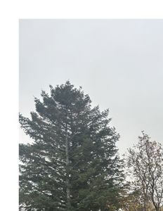 Fotografi av en stor gran mot en grå himmel.