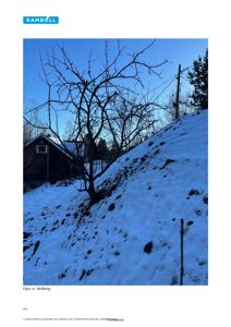 Fotografi av en skråning med snø, et tre og en bygning i bakgrunnen.