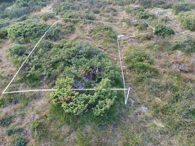 Fotografi av et terreng med busker og grøft, der en hvit grenselinje (målebånd) er spenst ut for å markere en tomt eller et byggeområde.