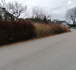 Fotografi av en vei med busker og hus i bakgrunnen.