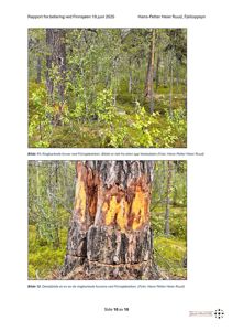 Fotografier fra en befaring som viser ringbarkede furuer i skogen.