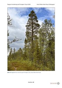 Fotografi av en ringbarket furu ved stien opp til Finnsjøen.