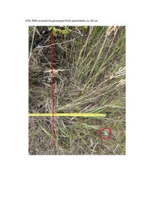 Fotografi av et felt med gress og en gul målebånd som viser en målt avstand (ca. 40 cm) fra en grense.