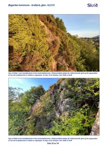 Fotografier av en bratt fjellskrent med vegetasjon og lite oppsprukket fellest, tatt i Øygarden kommune.