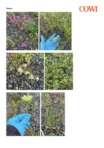 Fotodokumentasjon av planter og urter i grus, inkludert nærbilder av blomster og frø.