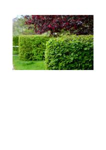 Fotografi av en hage eller parkområde med busker og trær.