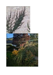 Fotografi av en hage med planter og en del av en bygning i bakgrunnen.