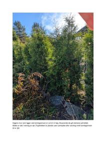 Fotografi av en tujahekk og en mur ved tomtegrensen.