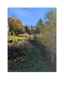 Fotografi av en utendørs scene med hus, trær og vegetasjon.