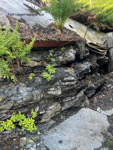 Fotografi av en steinmur (fjell) med planter og en del av en bygning i bakgrunnen.