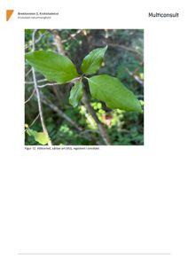 Fotografi av en villkornell-plante (Viburnum opulus) med tekstbeskrivelse om at den er sårbar art registrert i området.