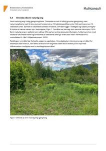 Fotografi av et område med semi-naturlig eng i Krokstad naturmangfold, som viser vegetasjon og en kraftledning.