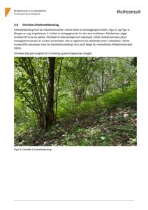 Fotografi av et skogområde (kalkedelløvkog) med tekstbeskrivelse og referanse til figur.