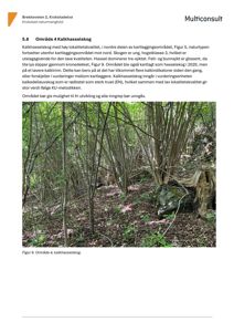 Fotografi av et skogområde (kalkhasselskog) med tekstbeskrivelse og referanse til figur 9.