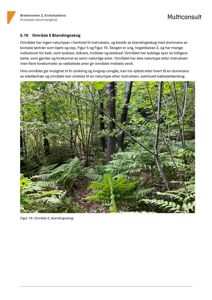 Fotografi av et skogområde (blandingsskog) med tekstbeskrivelse og referanse til figur 10 i en rapport.