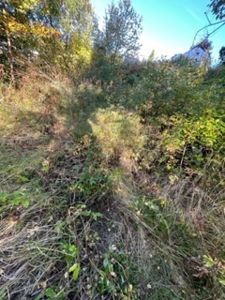 Fotografi av et udyrket, vegetasjonstett område, sannsynligvis en tomt eller en del av et naturareal.