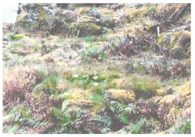 Fotografi av et terreng med mose, urter og en del av en bygning i bakgrunnen.