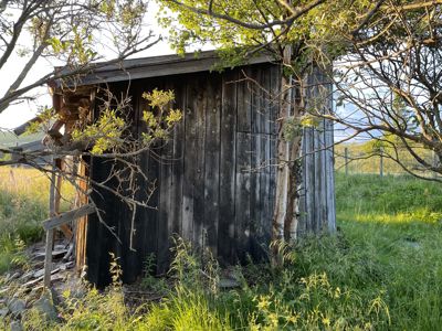 Fotografi av en gammel, mørk trehytte eller uthus i en grønn, naturlig omgivelser.
