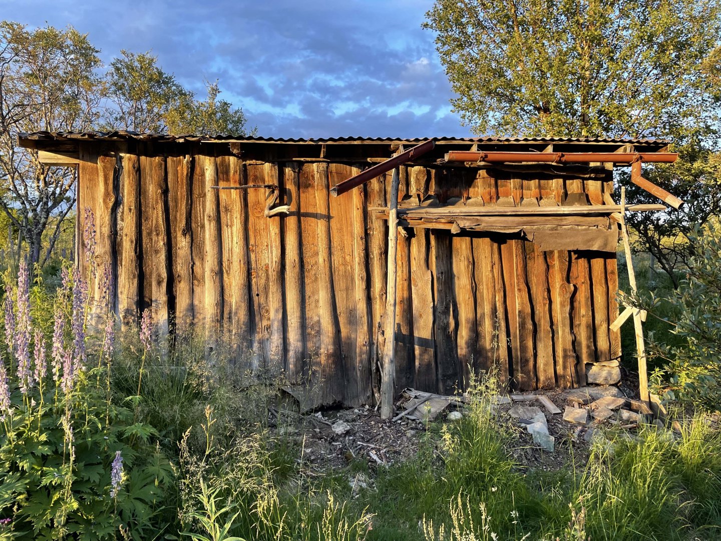 Fotografi av en gammel, forfallen trehytte eller uthus sett fra siden.