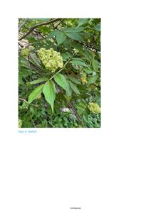 Fotografi av en radhyll (Sambucus) med blomster og grønt løv.