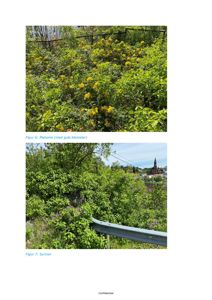 To fotografier av vegetasjon (mahonie og syrener) med tilhørende figurbeskrivelser.