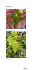 Fotografier av plantearter (Gravbergknapp og Platanlønn) inkludert i en rapport om kartlegging.