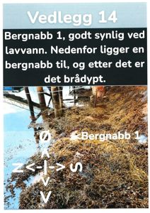 Fotografi av et vannområde med mye alger, der en bergnabb (Bergnabb 1) er synlig ved lavvann.