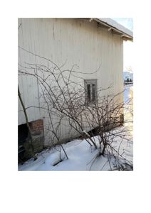 Fotografi av en hvit, trepanelert bygning med snø på bakken og et busk i forgrunnen.