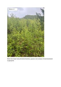 Fotografi av et naturområde (skog/grønt) på en hyttetomt, sett mot nordøst.