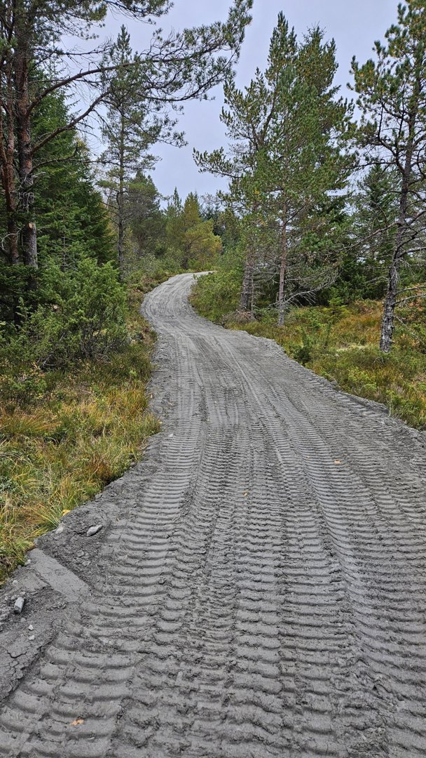 Fotografi av en grusvei i skogen