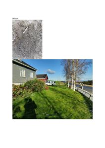 Fotografi av en grønn hage med et grått hus, en hvit bil og en gate i bakgrunnen.