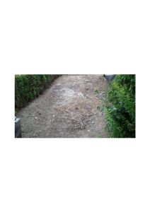 Fotografi av en grusvei eller gangvei i en hage eller på en tomt, omgitt av hekker og planter.