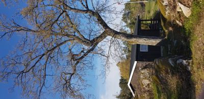 Fotografi av en mørk hytte eller uthus sett fra siden, med en stor, bladløs tre i forgrunnen.