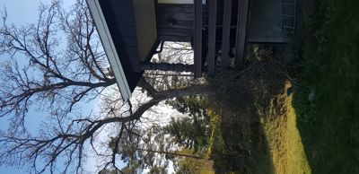 Fotografi av en bygning sett fra siden, med en stor tre i forgrunnen.