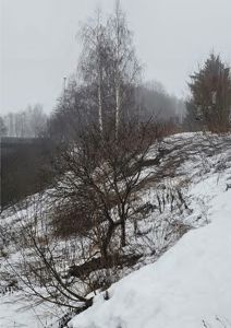 Fotografi av et snødekt landskap med trær og en bakke.