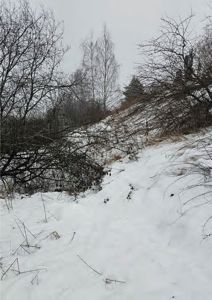 Fotografi av et snødekt landskap med trær og busker.