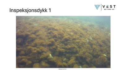 Fotografi fra et inspeksjonsdykk under vann som viser en overflate dekket av alger eller marinevekst.