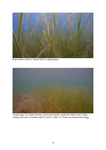 Fotografier av ålegras under vann med beskrivende tekster.