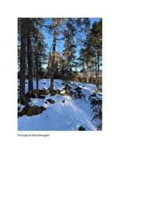 Fotografi av en snødekt skogstopp med titt på nabolag i bakgrunnen.