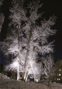 Fotografi av en snødekt og opplyst tre ved natt.