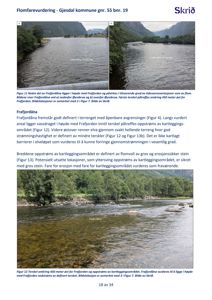 Fotografier av Frafjorddåna elv og omgivelsene, inkludert utsikt mot fjord og terskel.