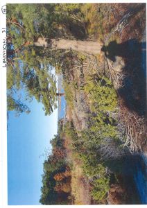 Fotografi av et naturområde med trær og vann, sannsynligvis en del av situasjonsbeskrivelsen eller arkitektonisk kontekst.