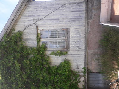 Fotografi av en gammel, hvitmalt trefasade med et vindu og mye buskvekst.