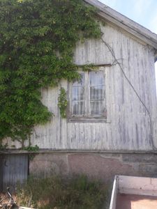 Fotografi av en gammel, hvitmalt trebygning med et vindu og mye løvvekst på veggen.