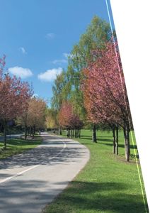 Fotografi av en parkvei med trær og grøntområde under blå himmel.