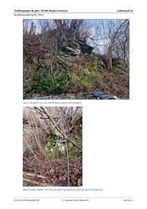 Fotografier av bergparti i sår med overhengende oppsprukket bergparti og avløste blokker i død med mye røtter og vegetasjon.