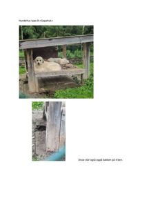 Fotografier av et trekonstruert hundehus (type B «Gapahuk») med hund i, samt et nærbilde av fundamentet.