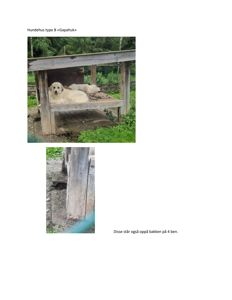 Fotografier av et trekonstruert hundehus (type B «Gapahuk») med hund i, samt en detaljfoto av beina.