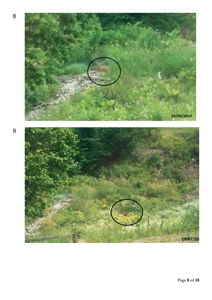 To fotografier av et grønt, vegetasjonstett område tatt i 2017 og 2020. Bildene viser en naturlig terrengform med en sti eller skråning, og har markerte sirkler som peker på spesifikke punkter i terrenget.