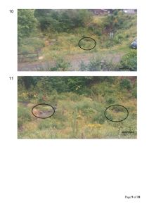 Fotografier av et utestede område (tomt) med vegetasjon, tatt 28.07.2017. Bildene viser eksisterende forhold på stedet.